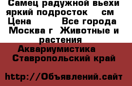 Самец радужной вьехи яркий подросток 15 см › Цена ­ 350 - Все города, Москва г. Животные и растения » Аквариумистика   . Ставропольский край